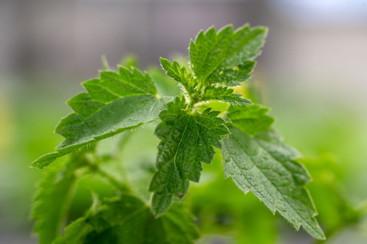 Immunbooster für Nutzpflanzen | AgPrime GmbH
